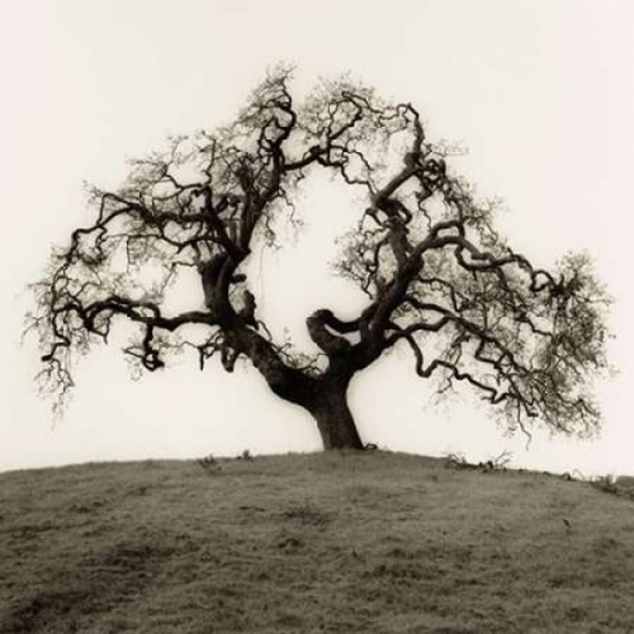 Hillside Oak Tree Poster Print by Alan Blaustein - Item # VARPDXB1301D